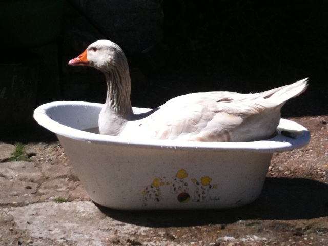 Bath Time For The Gander