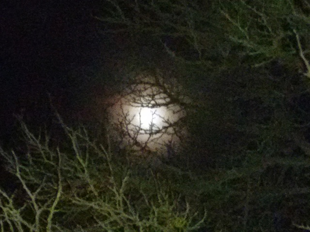 Moon Through The Mulberry Tree