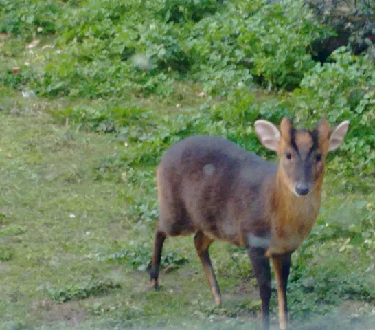 Muntjac Buck