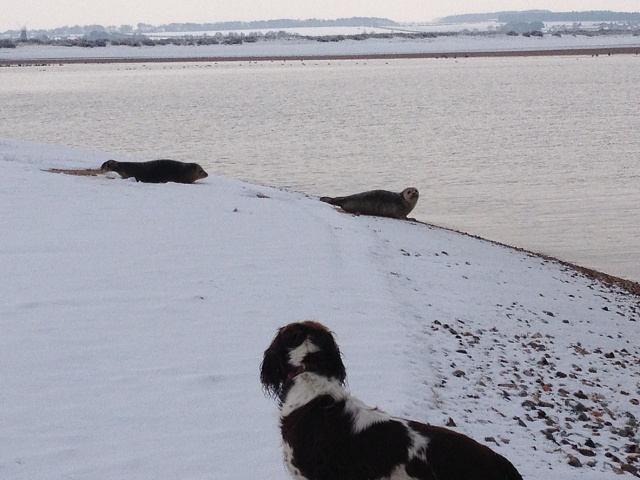 Seals At Gun Hill